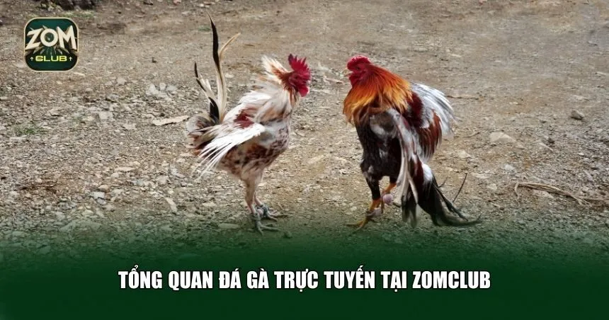 Bí quyết nâng cao tỷ lệ thắng khi chơi đá gà Zomclub